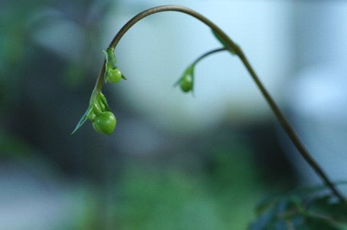 ちっちゃい虫 里山雑記帳 ひごと日記 楽天ブログ