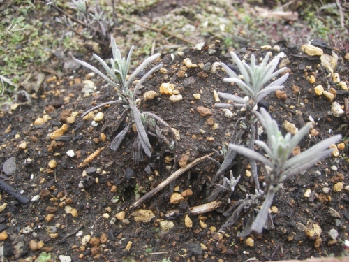 IMGP0050 (800x600).jpg