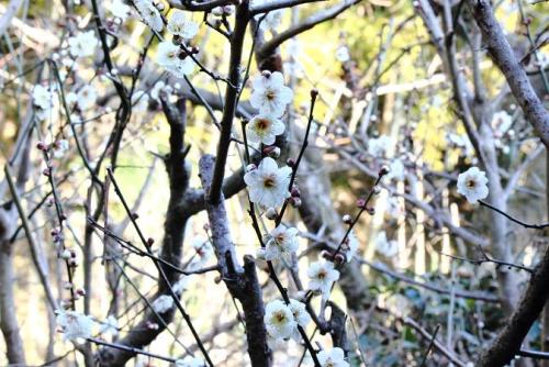 20160211 白梅.jpg