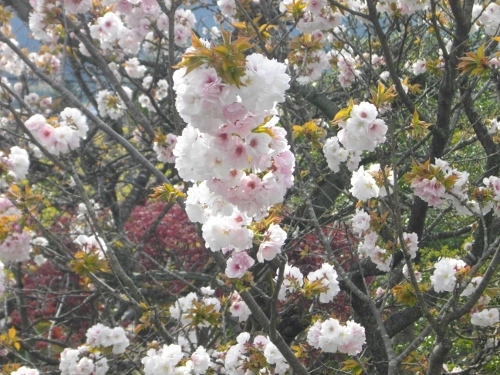 青梅街道青梅宿七兵衛公園八重桜 (500x375).jpg