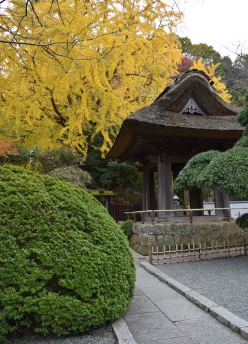 2016報国寺1.jpg