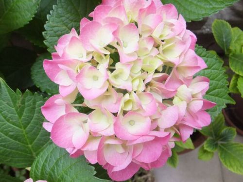 20 martedi ajisai up.jpg