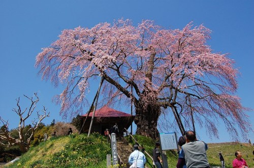 2011-4-上石の不動桜 (1).jpg