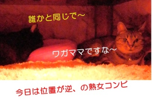 20150201_2.jpg