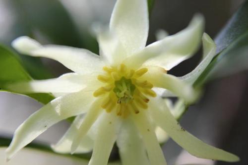 20160320 シキミ.jpg