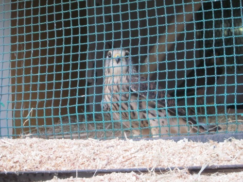 IMG_4462鳥.jpg