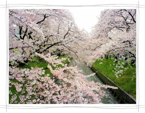 岩倉桜まつり　五条川