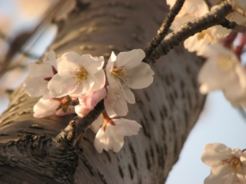 20120407碧南市　矢作川桜づつみ２.jpg