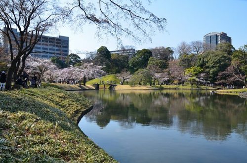 CHERRY BLOSSOM 4.Apr.2017 KOISHIKAWA KORAKUEN-2.jpg