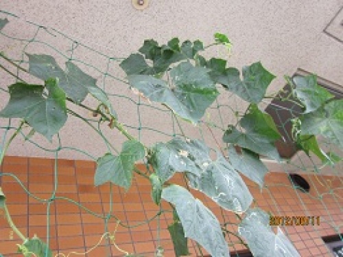 IMG_2881ヘチマ.jpg