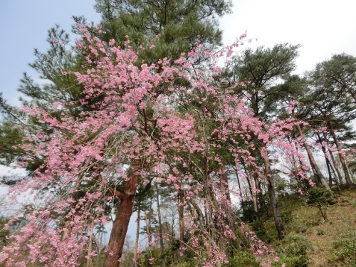 弥彦公園桜1.jpg