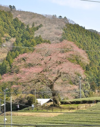 2016みずめ桜.jpg