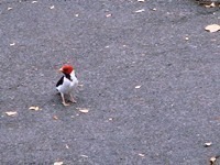 bird(V.2013_02_03__12_49_37).jpg