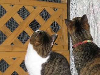 クロ・ゴン・みかん　2012.07.09 004.jpgブログ.jpg