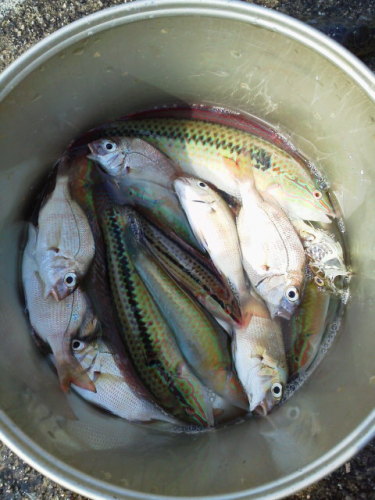 魚釣り（１０／３０）釣果