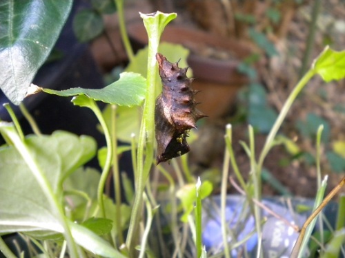 DSCN1745.JPG