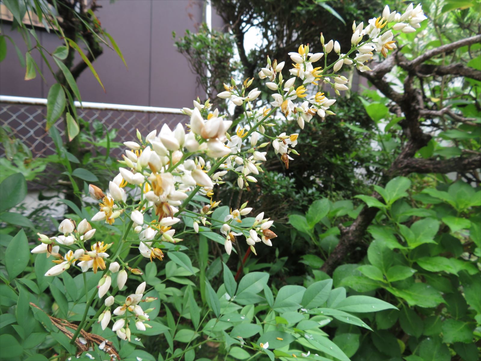 南天の花満開 6月12日 ニンニク父さんのブログ 楽天ブログ