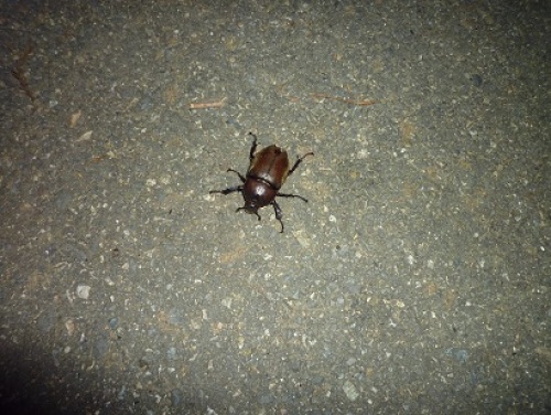 12年7月25日外灯下カブトムシ♀.JPG