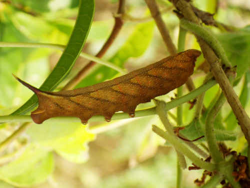 ホシホウジャク