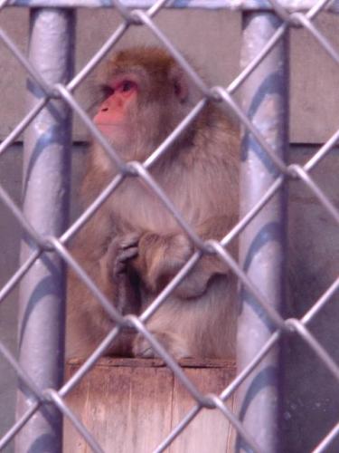 さる　モモ.JPG