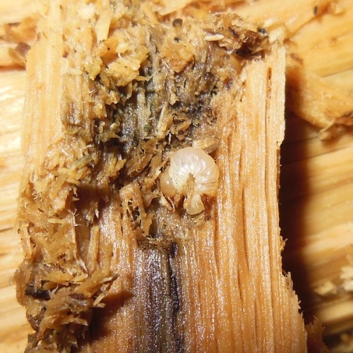 hB4Cα-102-03.JPG