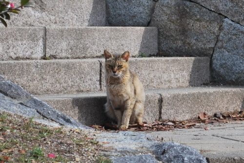 岸和田中央公園の悪猫２