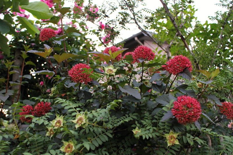 アメリカテマリシモツケ ディアボロ バラと可愛い花たち 楽天ブログ