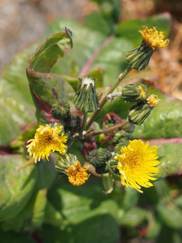 s-c0999.jpg