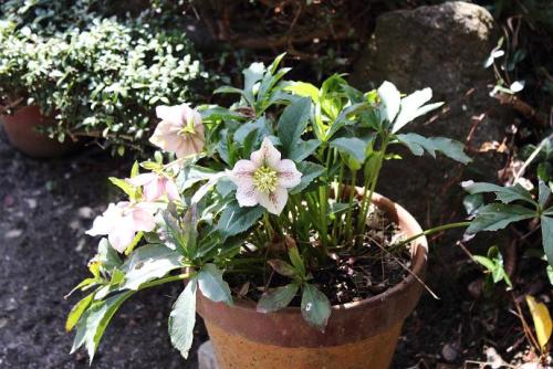 20160410 クリスマスローズ3.jpg