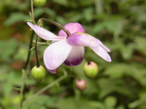 2012_0819_113534-RIMG0035.JPG