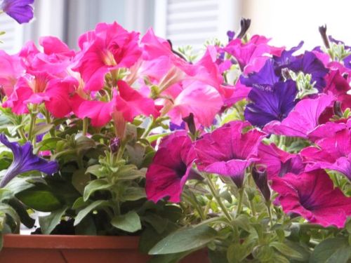 16 venerdi surfinia.jpg