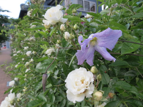 2014年5月26日 037.JPG