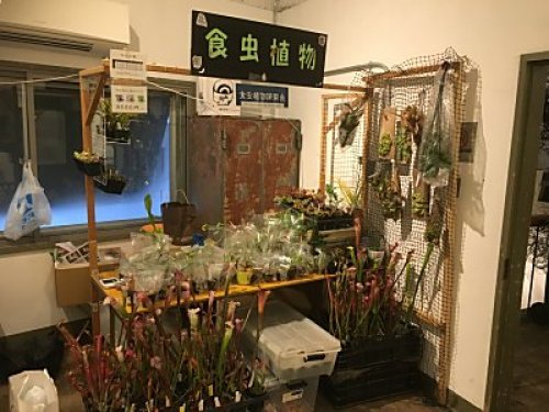 17冬のボーダーブレイクでした 僕の食虫植物日記 楽天ブログ