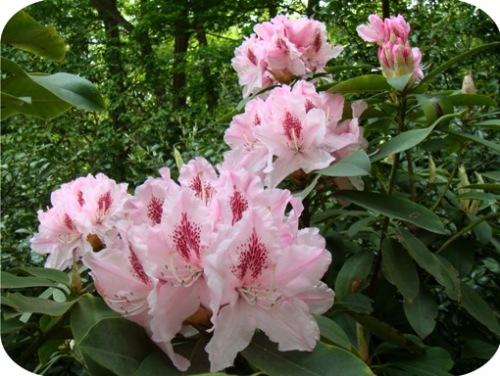 石楠花-1.jpg