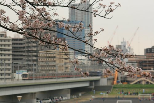 Cherry blossoms in Tamagawadai Park and Tokyu 5080 Series