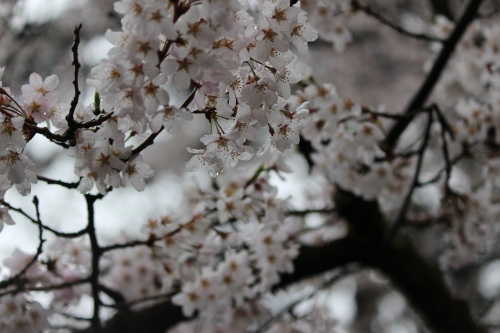 2016.4.01　京都御苑の桜花見 085 - コピー.JPG