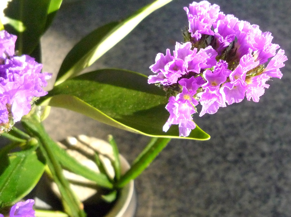 ハナハマサジとダイサギ じじくさい電気屋のブログ 楽天ブログ