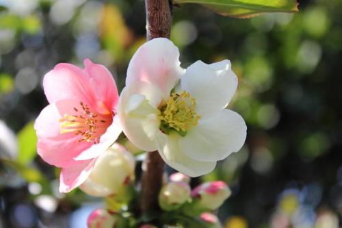 20160320 木瓜14.jpg