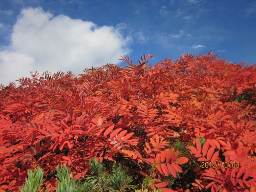 IMG_3298紅葉3.jpg