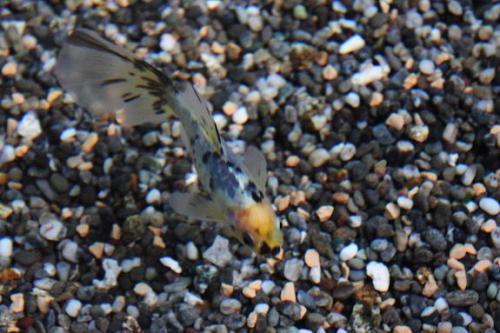 20150906 ブリストル朱文金.jpg