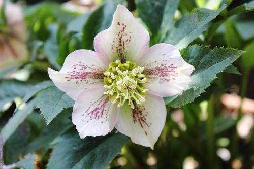 20160410 クリスマスローズ4.jpg