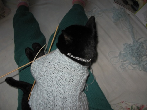 猫のセーター7.jpg