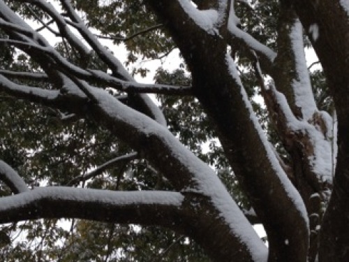 雪３.jpg