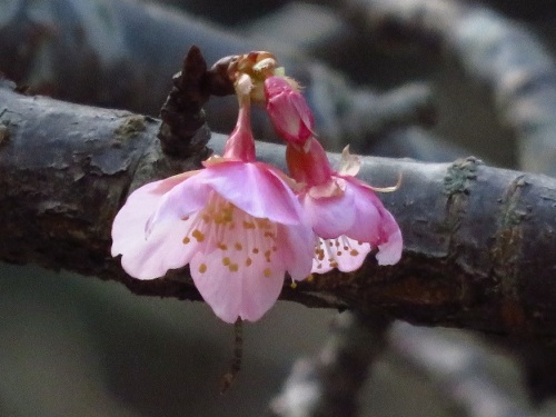 河津桜_2775.jpg