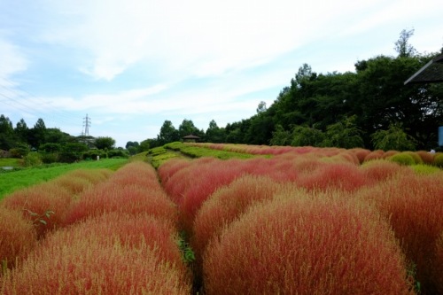 11.Sep.2017 OMIYA HANANOOKA-4.jpg