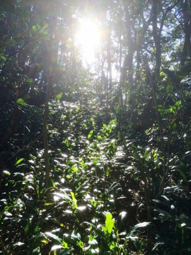 IMG_3947 (480x640).jpg