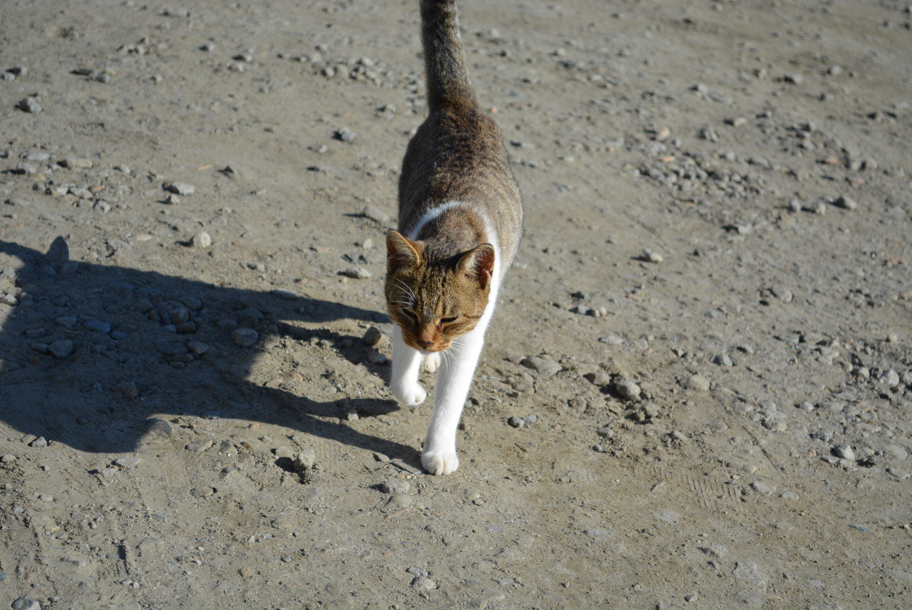 3ページ目の 猫 アメンボの日記 楽天ブログ