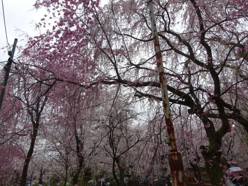 平野神社 (11).JPG