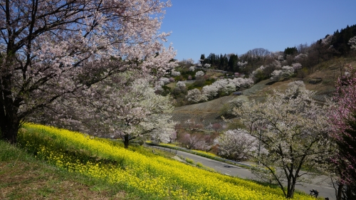 陸郷２０１４，４，２４菜の花と (1500x844).jpg