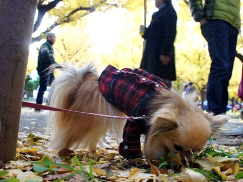 yomotsuku20121125-14.JPG